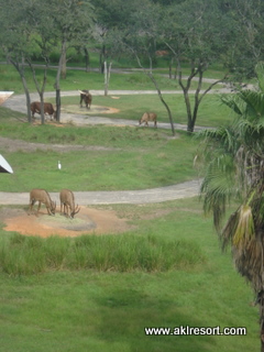 Savanna views